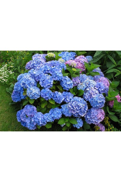Hydrangea macrophylla Bodensee